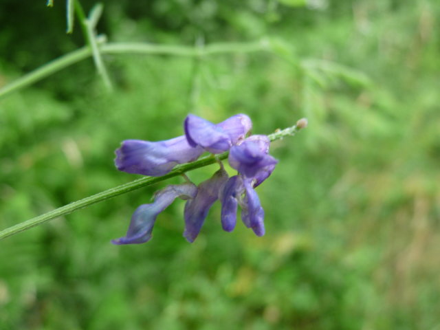 Vesce craque - Vicia cracca