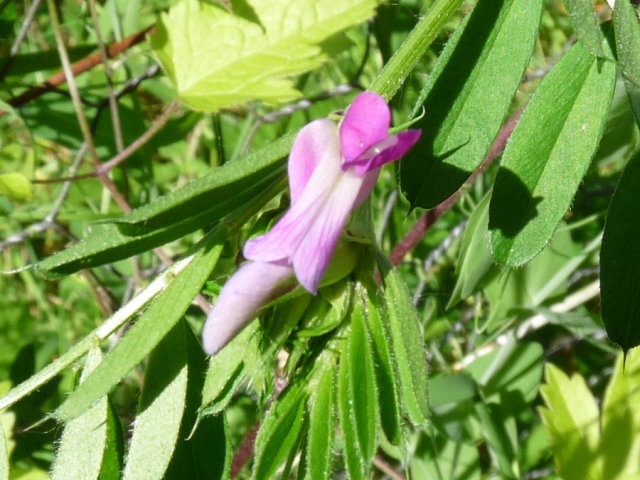 Vesce cultivée - Vicia sativa