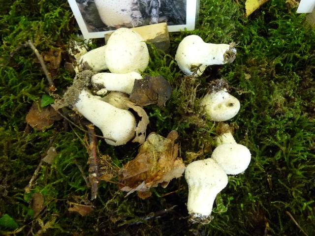 Vesce-de-loup-perlée--Lycoperdon-perlatum