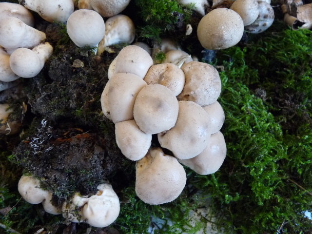 Vesse de loup en forme de poire - Lycoperdon pyriforme (2)