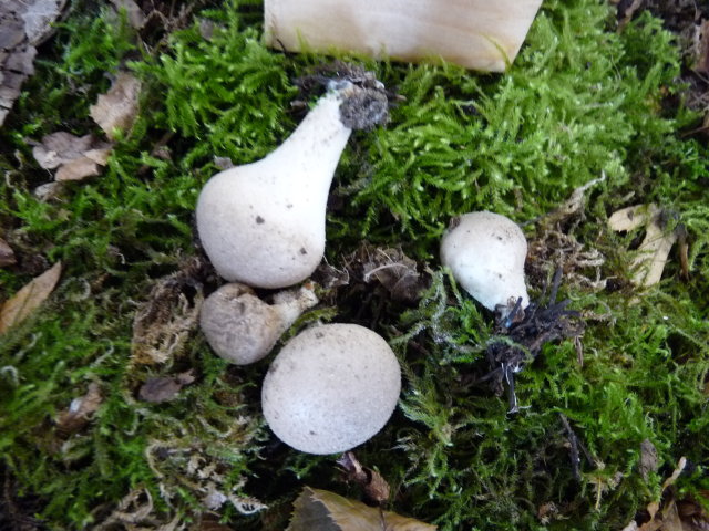 Vesse de loup en forme de poire - Lycoperdon pyriforme