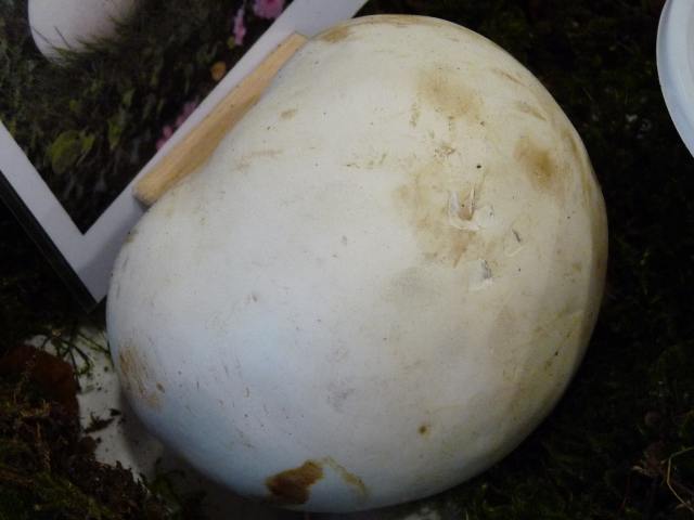 Vesse-de-loup-géante - Calvatia gigantea