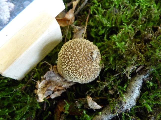 Vesse-de-loup-hérissée--Lycoperdon-echinatum