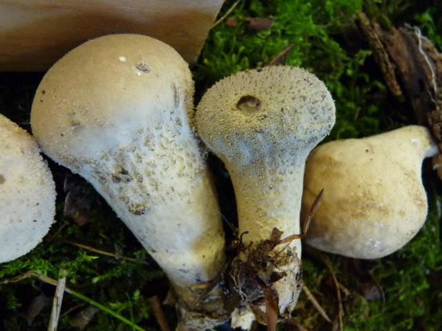 Vesse-de-loup perlée - Lycoperdon perlatum