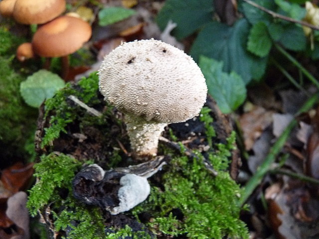 Vesse-de-loup perlée - Lycoperdon perlatum (2)