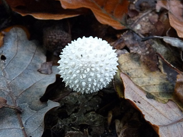 Vesse de loup perlée -  Lycoperdon perlatum