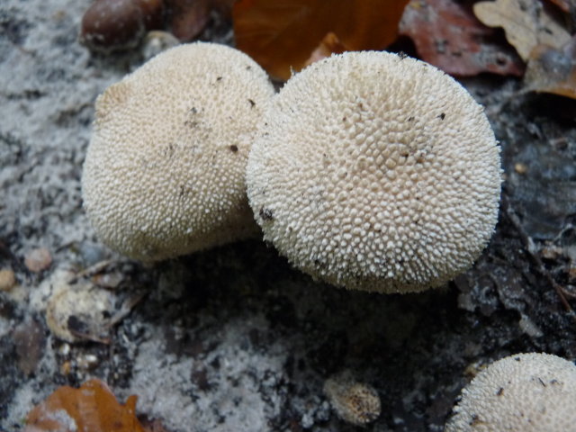 Vesse-de-loup perlée - Lycoperdon perlatum