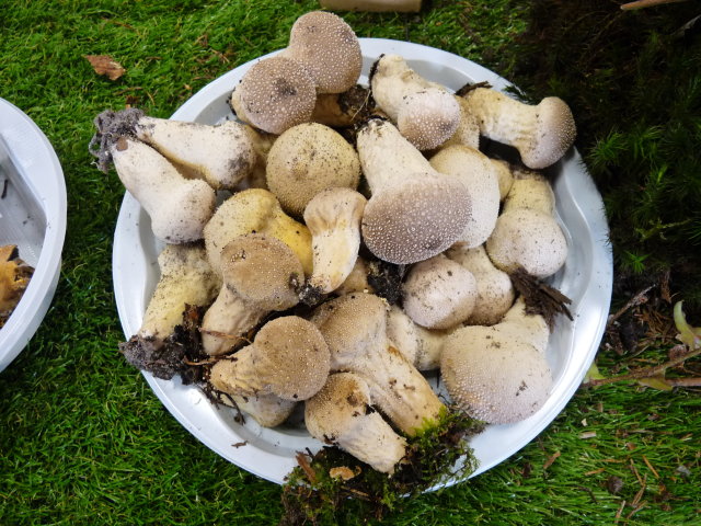 Vesse de loup perlée - Lycoperdon perlatum