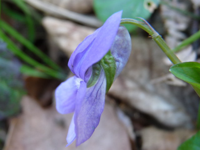 Violette de Rivin - Viola riviniana (2)