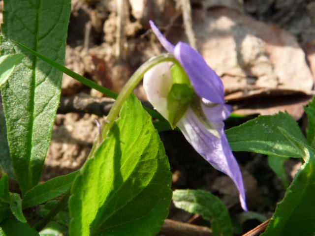 Violette de Rivin - Viola riviniana (3)