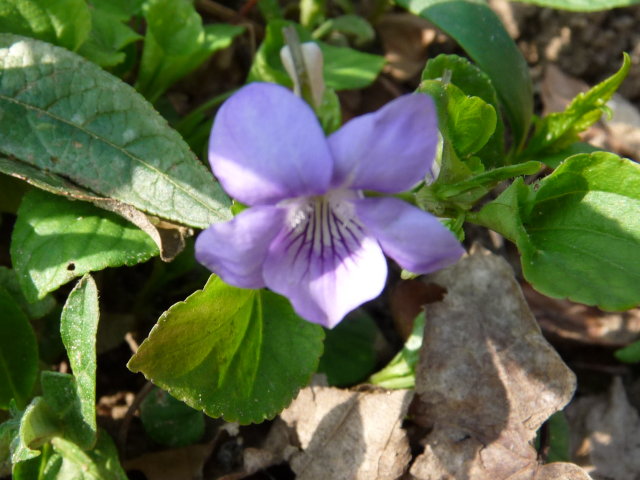 Violette de Rivin - Viola riviniana (4)