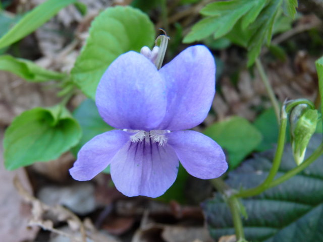 Violette de Rivin - Viola riviniana (5)