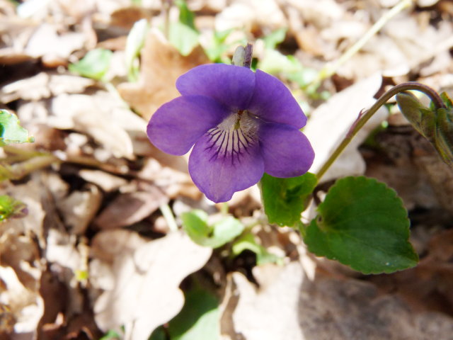 Violette de Rivin - Viola riviniana