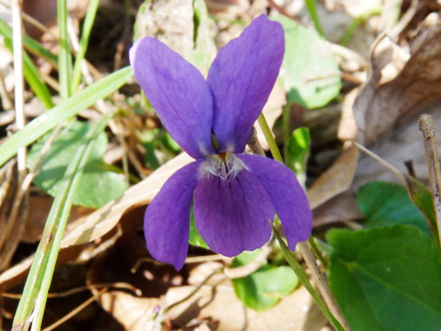 Violette hérissée - Viola hirta (2)