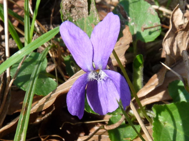 Violette hérissée - Viola hirta