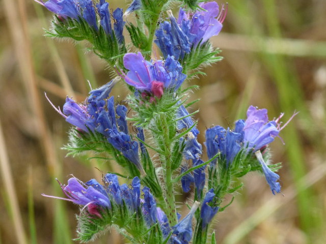 Vipérine commune - Echium vulgare