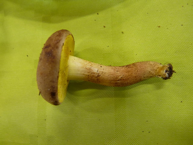 Xerocomus lanatus