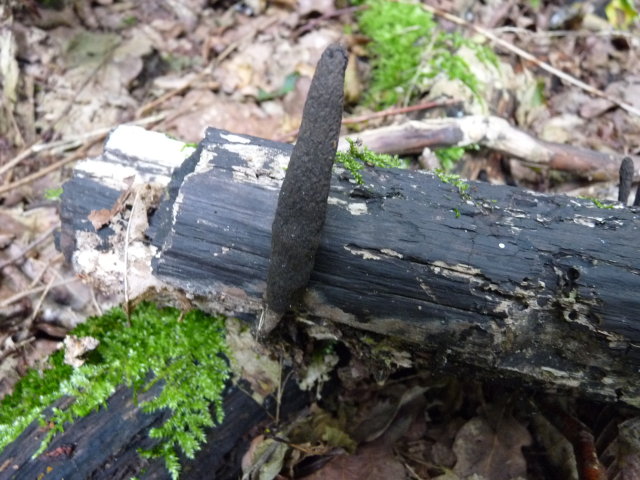 Xylaire à long pied - Xylaria longipes