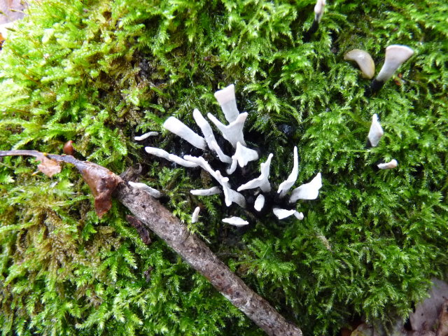 Xylaire du bois - Xylaria hypoxylon (2)