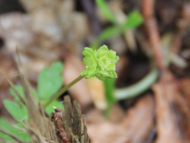 Adoxe musquée - Adoxa moschatellina