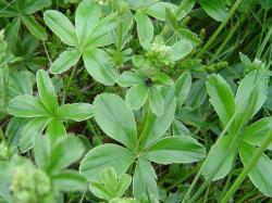 Alchémille des Alpes - alchemilla alpina