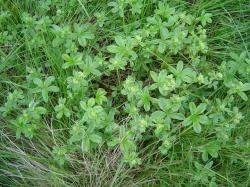 Alchémille des Alpes - Alchemilla alpina