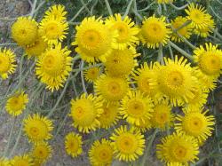 Anthémis des teinturiers - Anthemis tinctoria