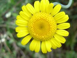 Anthémis des teinturiers - Anthemis tinctoria