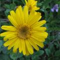 Arnica des montagnes - Arnica montana