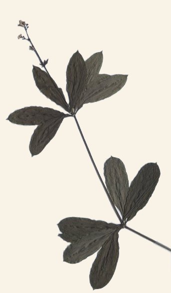 Aspérule odorante