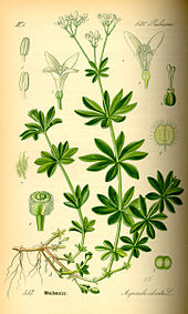 Asperule odorante