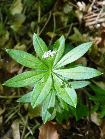 Aspérule odorante