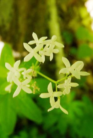 Aspérule odorante (fleurs)
