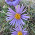 Aster des causses - Aster alpinus subsp cebennensis