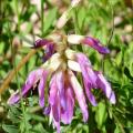 Astragale de Montpellier - Astragalus monspessulanus