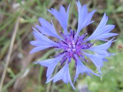 Bleuet des champs - Centaurea cyanus