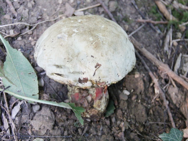 Bolet Satan - Boletus satanas