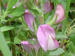 Bugrane rampante - Onosis repens