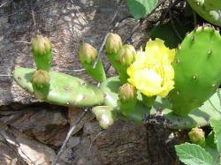 Cactus raquette - Opuntia inermis