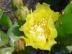 Cactus raquette - Opuntia inermis