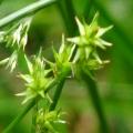 Laiche étoilée - Carex echinata