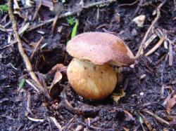 Cèpe de Bordeaux - Boletus edulis