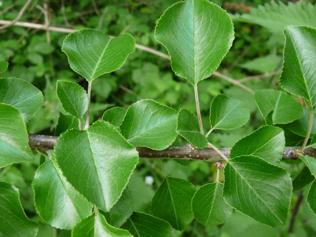 Cerisier de Ste Lucie (feuilles )