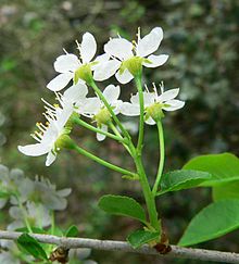Cerisier de Ste Lucie (fleurs)