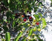 Cerisier de Ste Lucie (fruits)