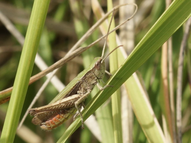 Criquet verte échine (mâle) - Chorthippus dorsatus