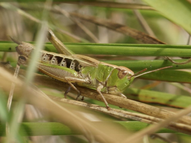 Criquet des patures (femelle) - Chorthippus parallelus