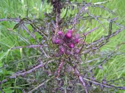 Cirse des marais - Cirsium palustre