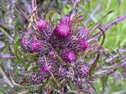 Cirse des marais - Cirsium palustre