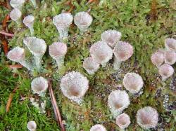 Cladonies